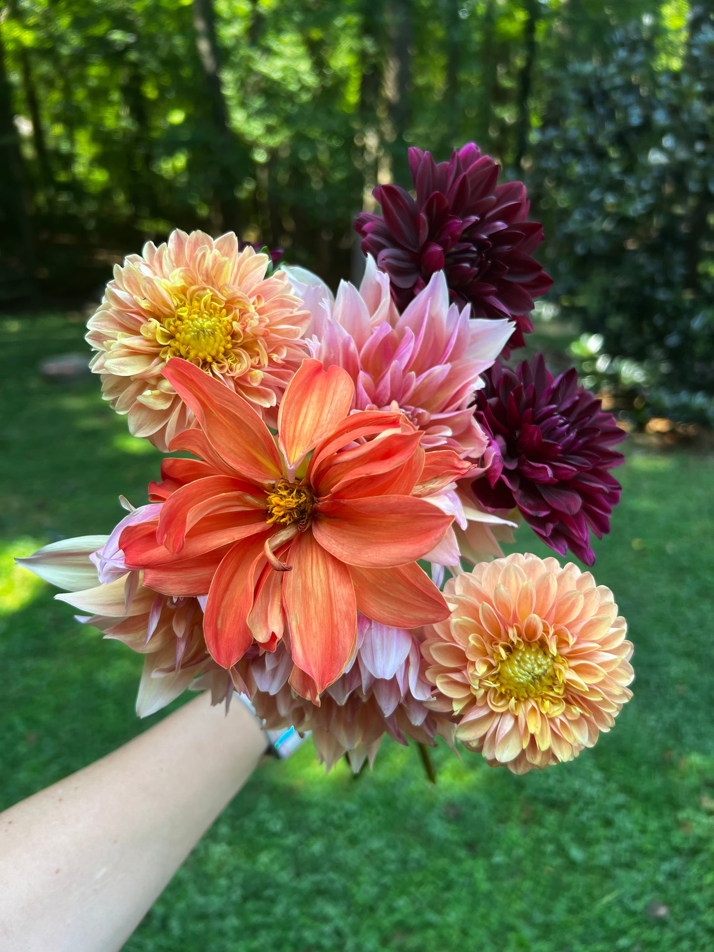 Dahlia Only Bunches