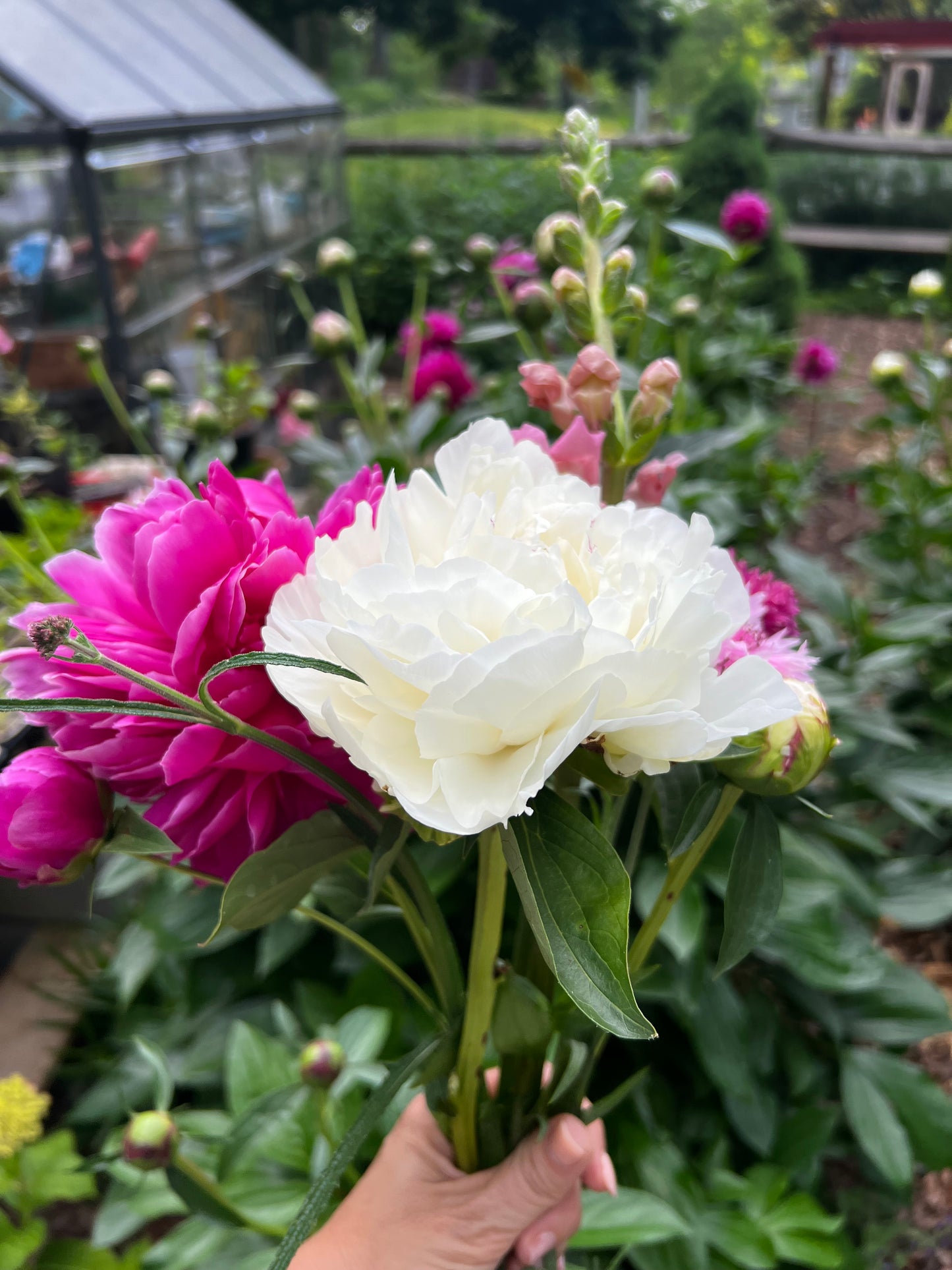 2026 Spring Peonies