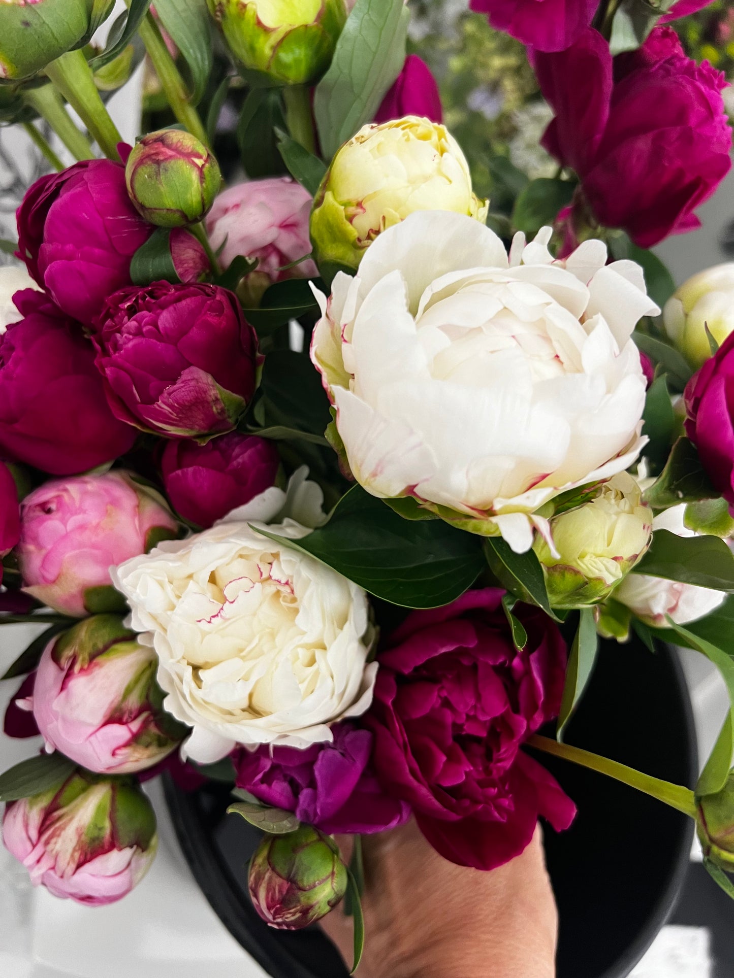 2026 Spring Peonies