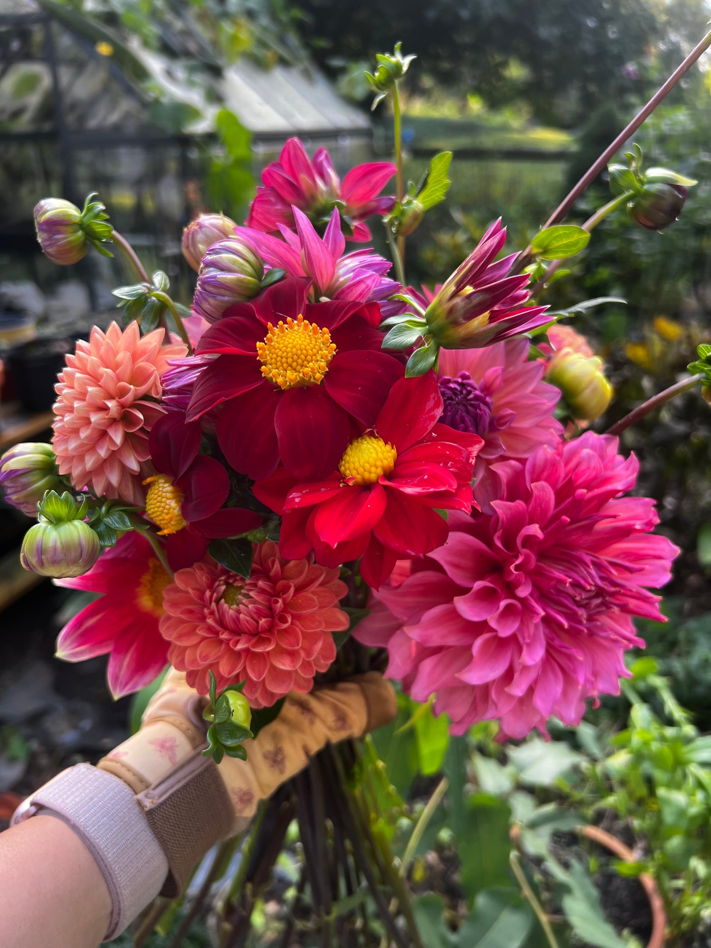 Dahlia Only Bunches