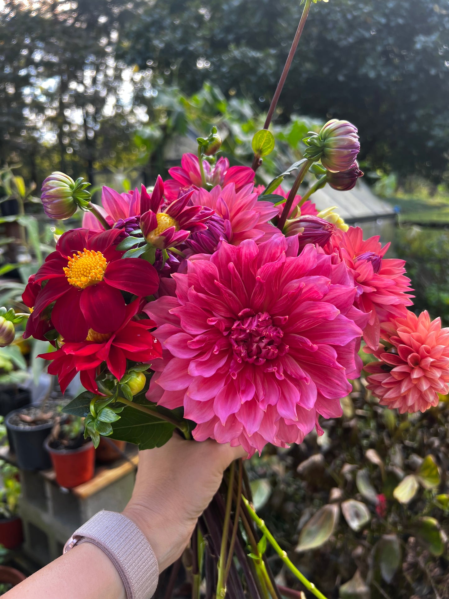 Dahlia Only Bunches