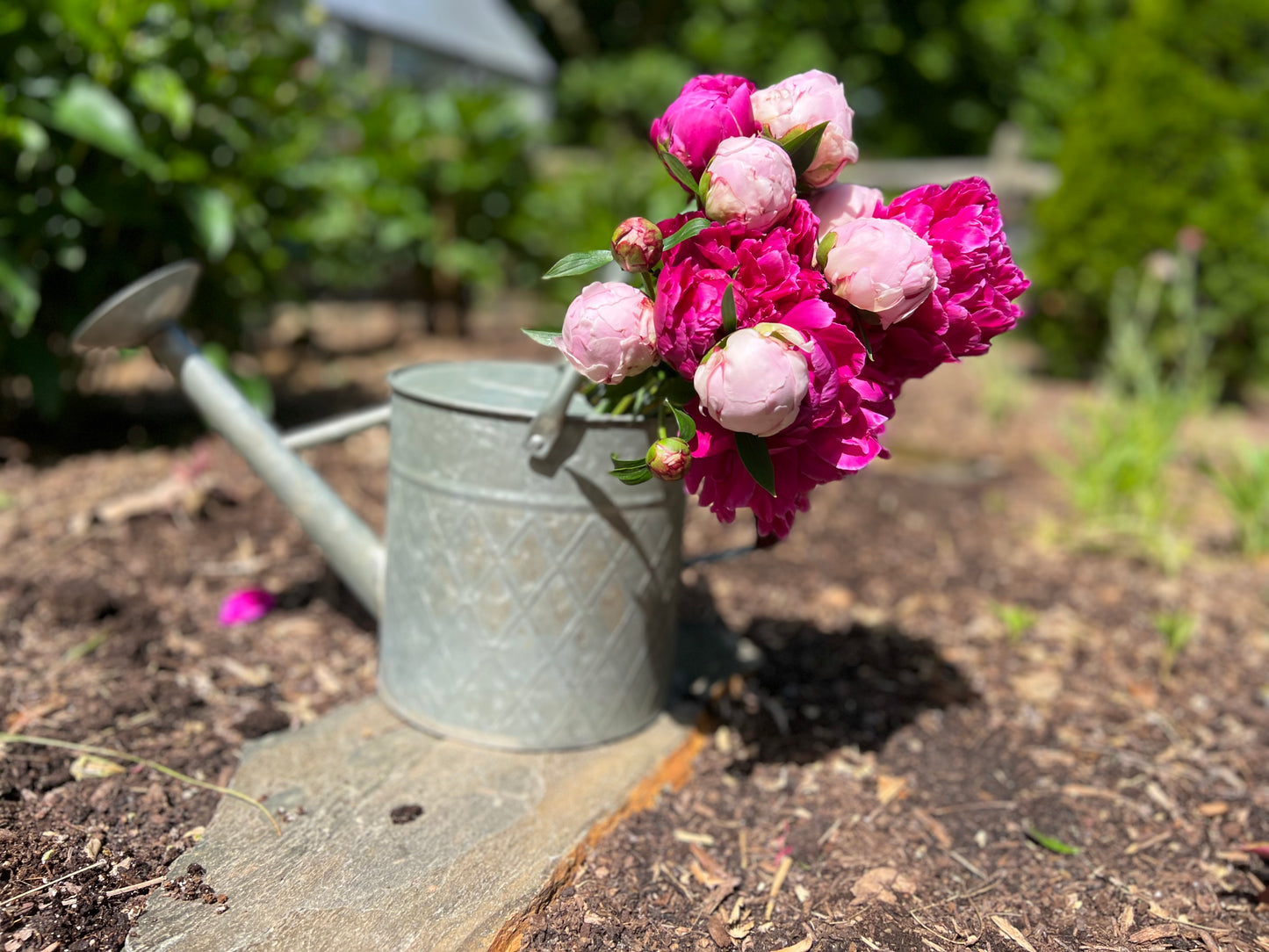2026 Spring Peonies