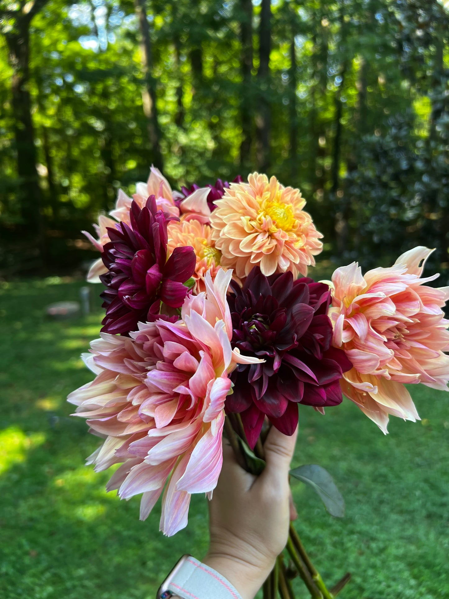 Dahlia Only Bunches
