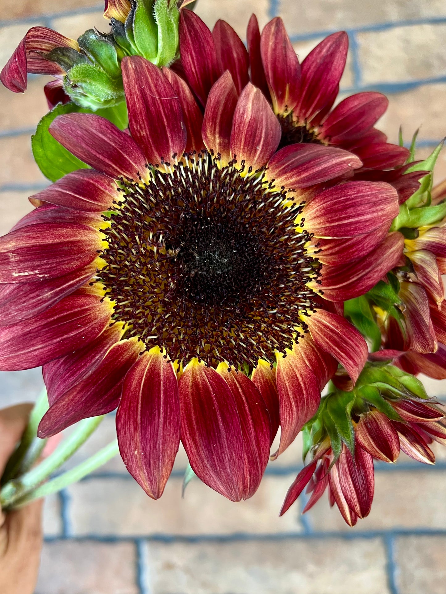 2026 Sunflower Bunches