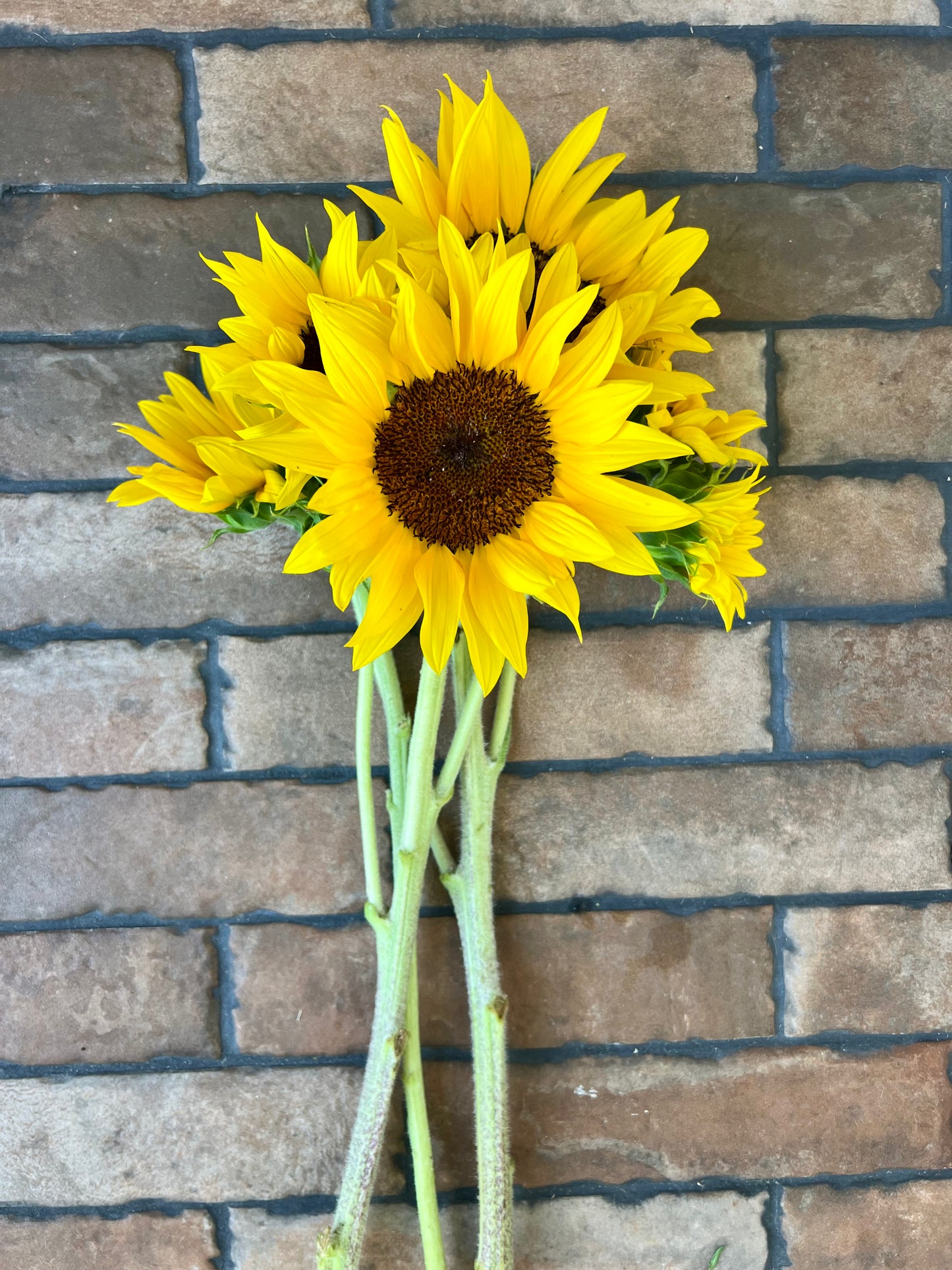 2026 Sunflower Bunches