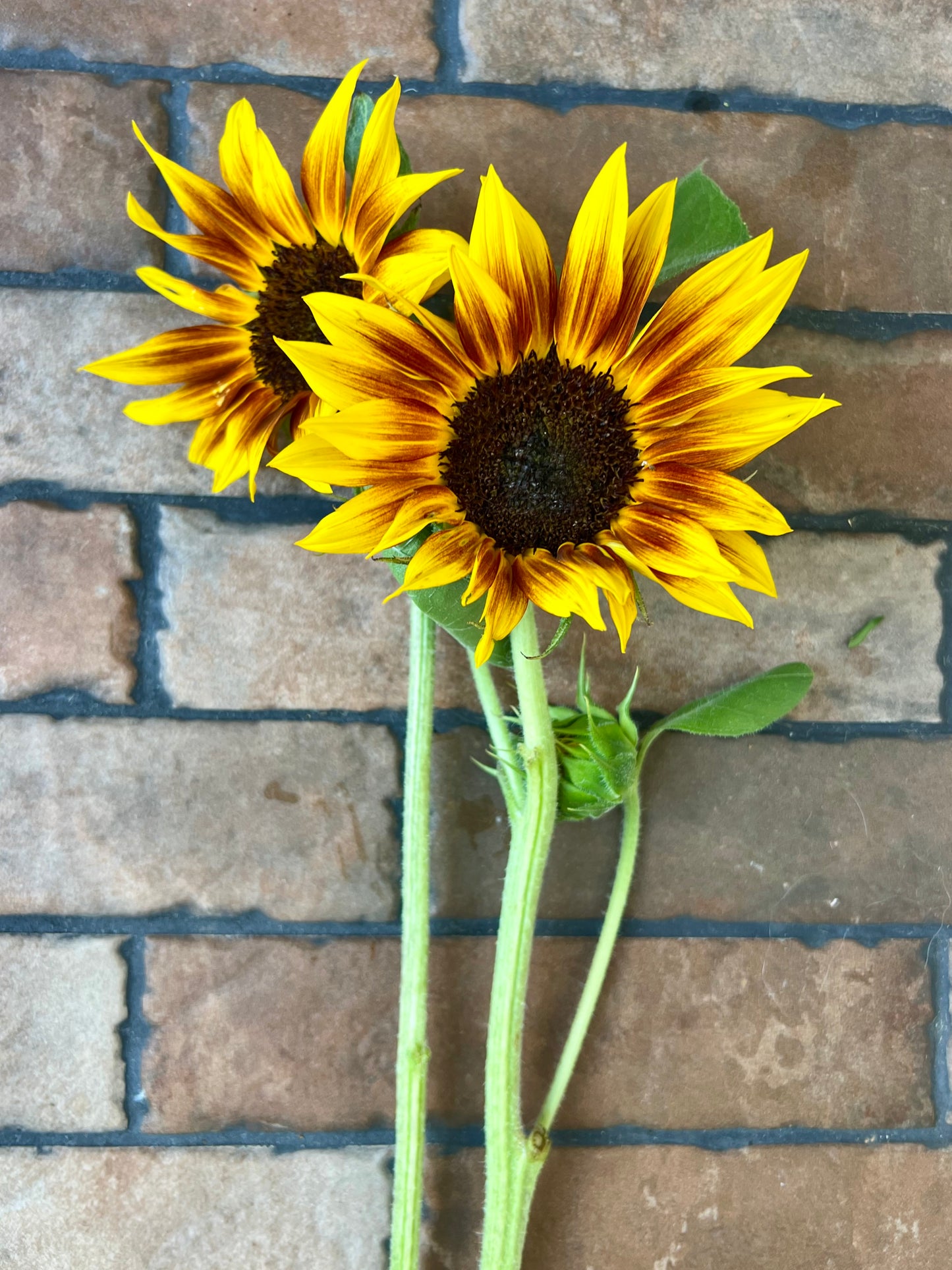 2026 Sunflower Bunches