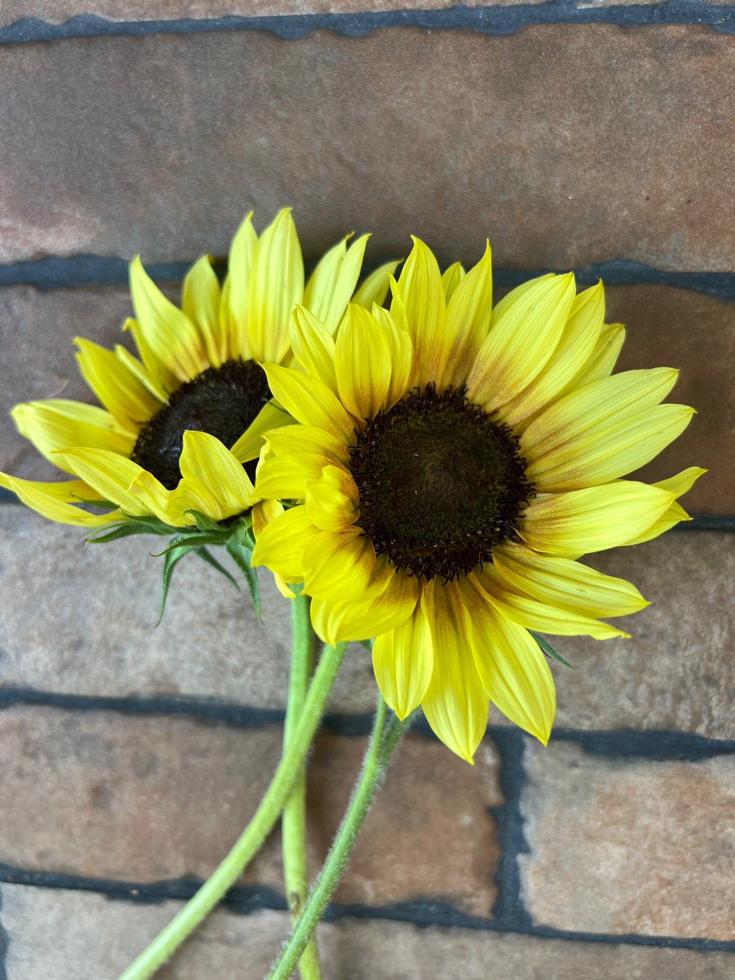 2026 Sunflower Bunches
