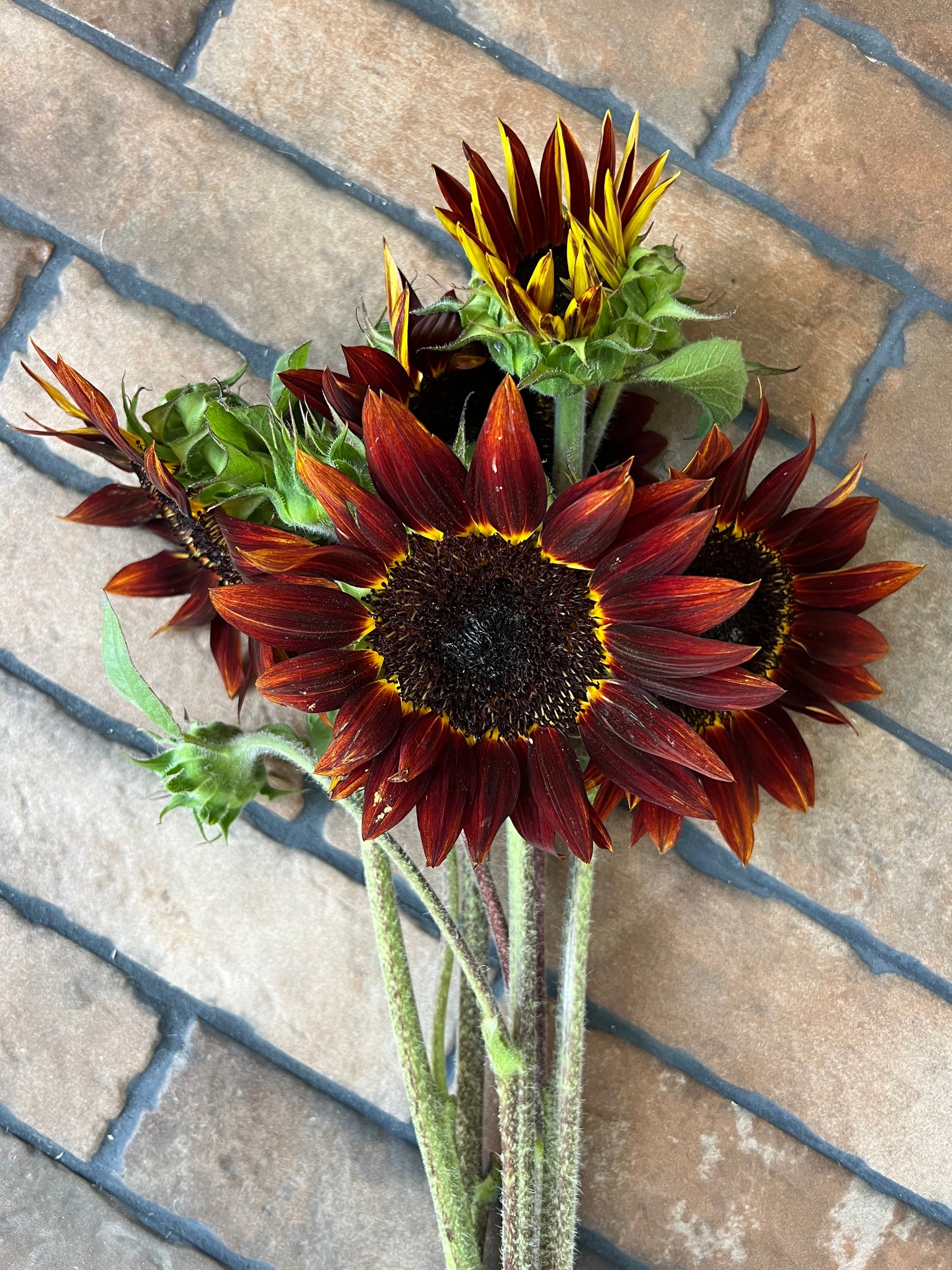 2026 Sunflower Bunches