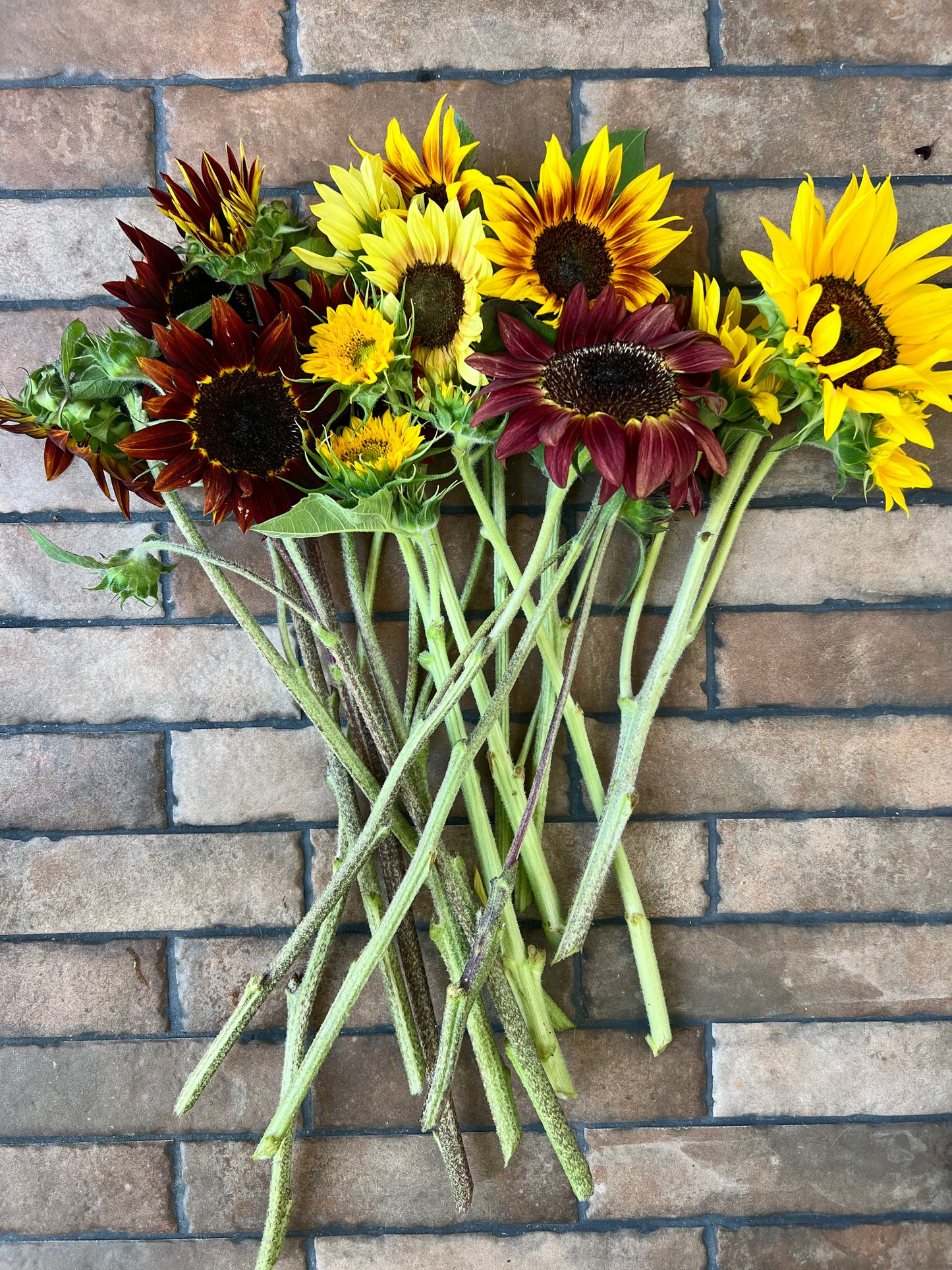 2026 Sunflower Bunches
