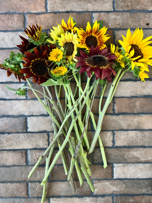 2026 Sunflower Bunches