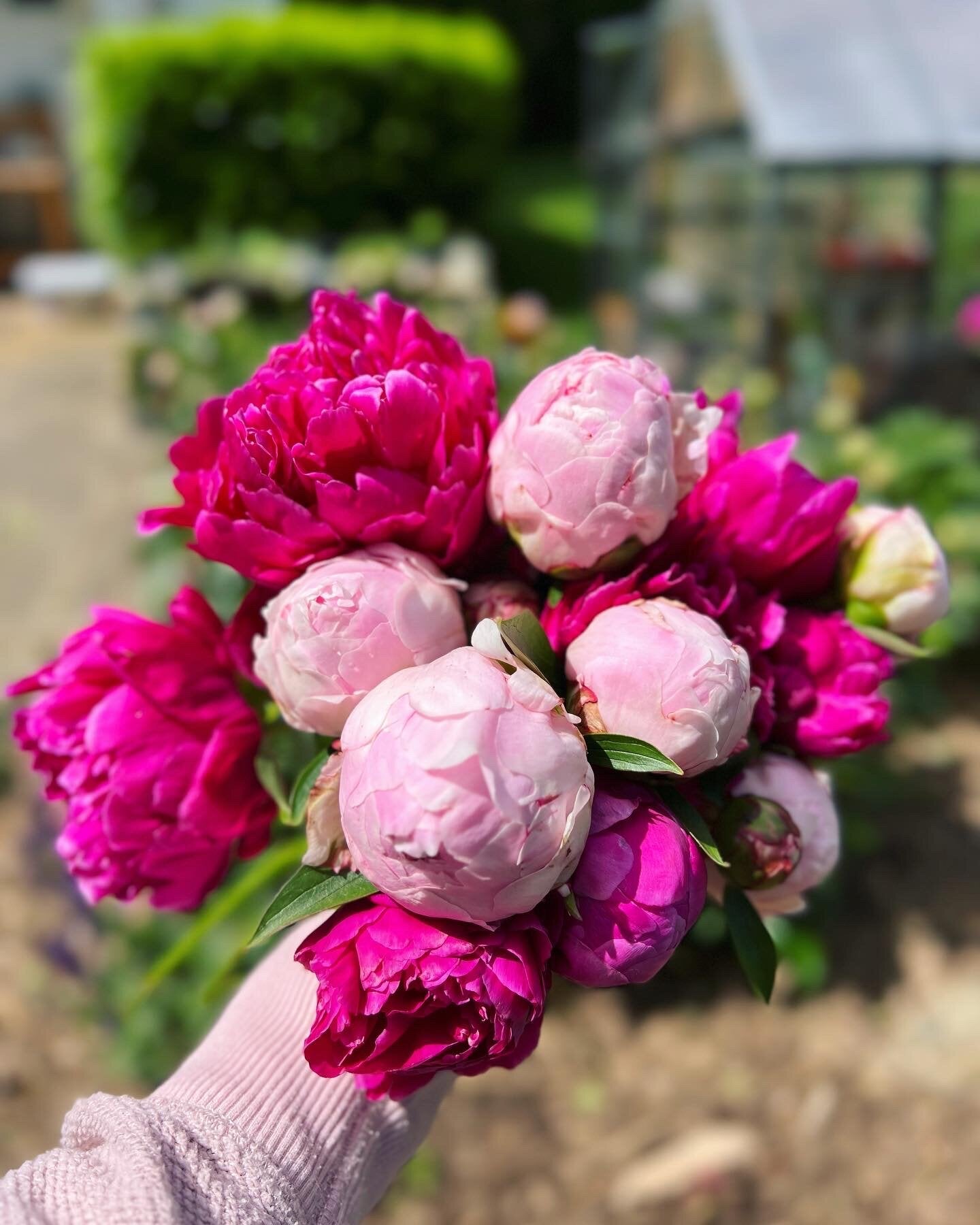 2026 Spring Peonies